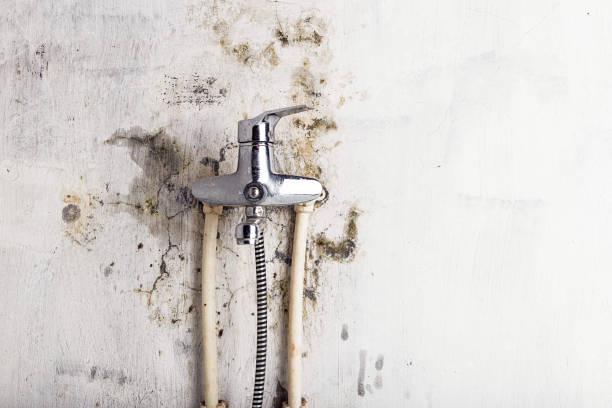 Best Mold Remediation  in Rome City, IN