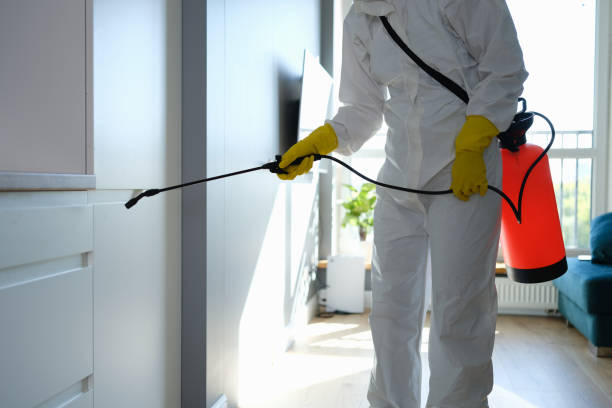 Best Mold Remediation Experts  in Rome City, IN