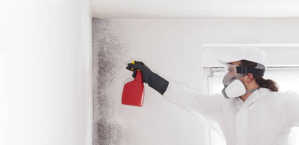 Best Best Mold Removal Companies  in Rome City, IN