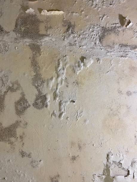 Office Mold Removal Services in Rome City, IN
