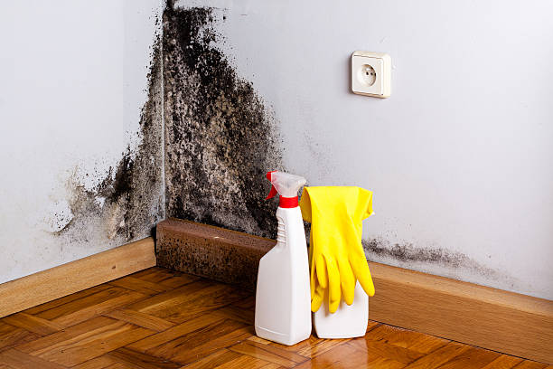 Best Residential Mold Removal  in Rome City, IN