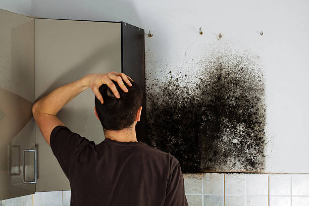 Best Office Mold Removal Services  in Rome City, IN
