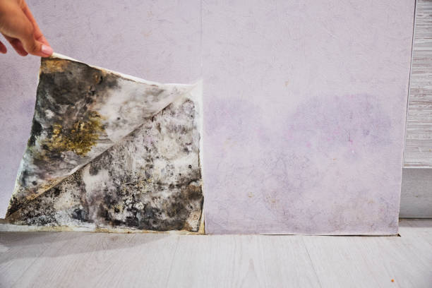 Best Mold Damage Repair  in Rome City, IN